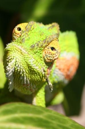 chameleon